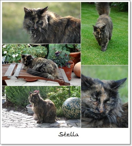 Stella the Cat